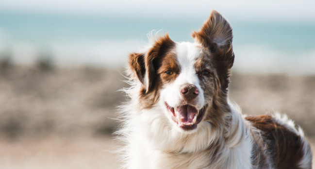 Healthy vaccinated dog