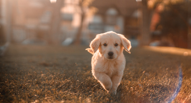 Happy little pup