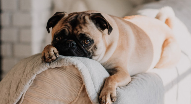 Pug on the sofa of owner