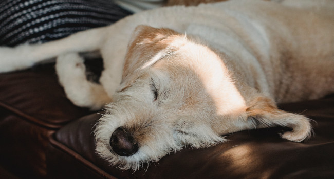 Dog sleeping on futon