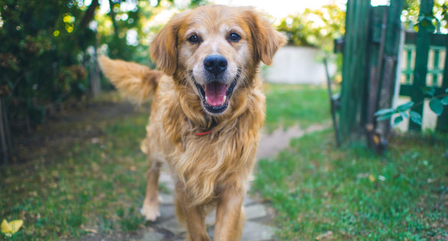 Playful dog in the graden