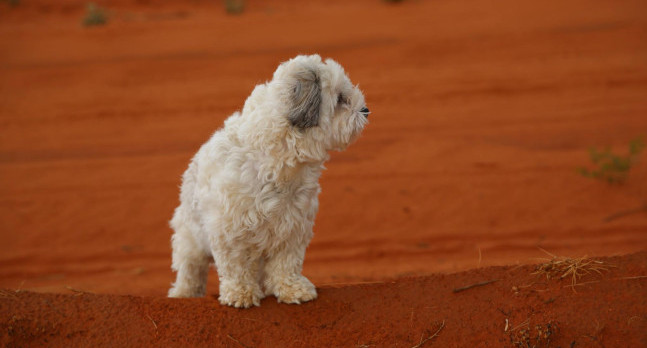 Dog against backdrop of red soil in the evening